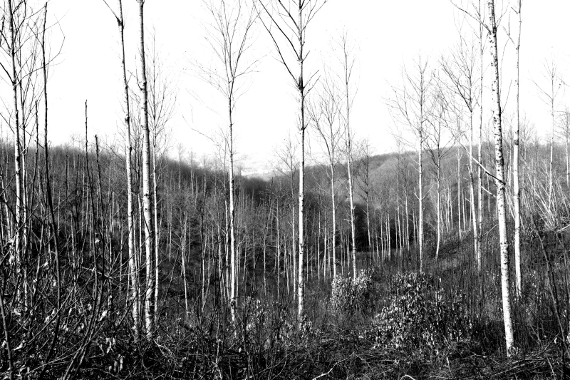  Ecfrasi Frettolosa, 2012 