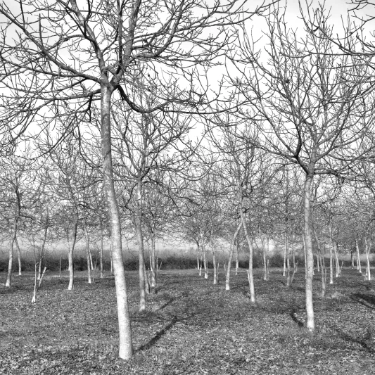  Ecfrasi e Ordine, 2012 