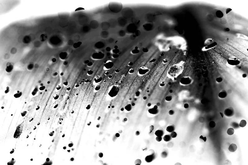  Ecfrasi alla Pioggia, 2012 