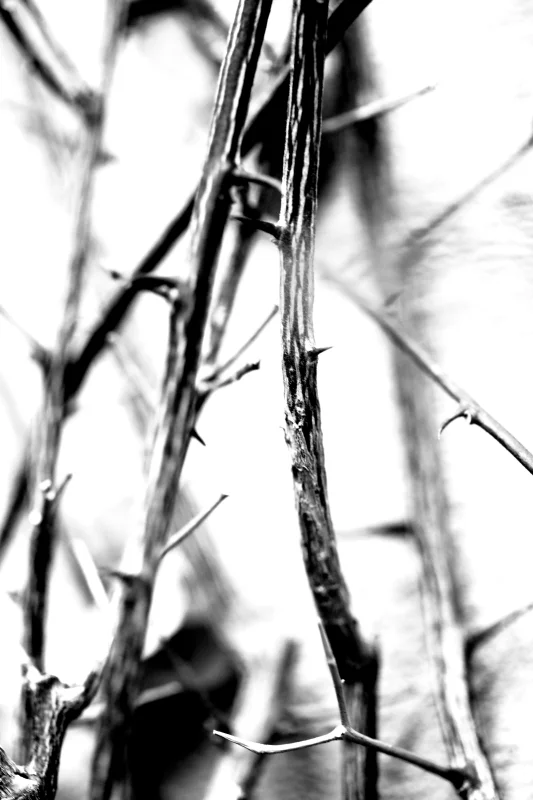  Ecfrasi (o bugia), 2012 