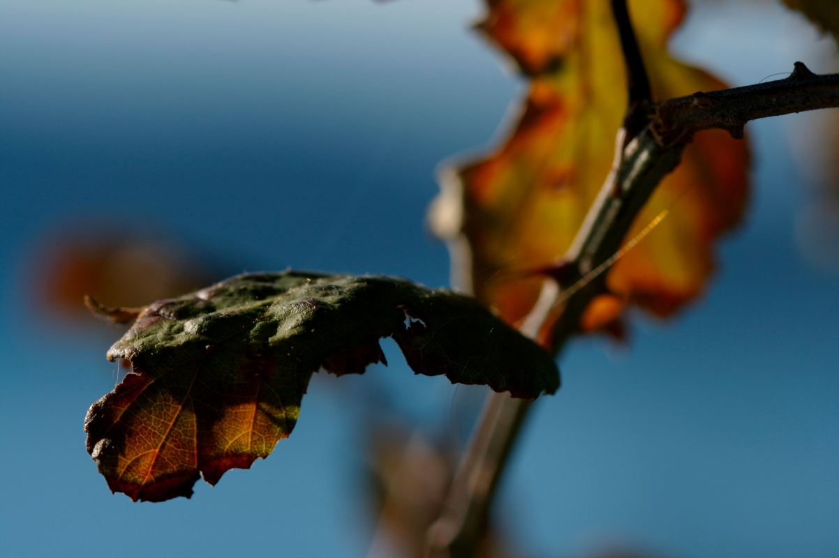 Autunno.JPG