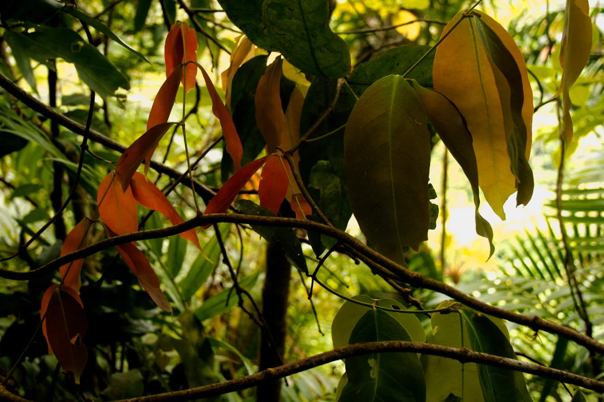 Arancio nel Verde.JPG