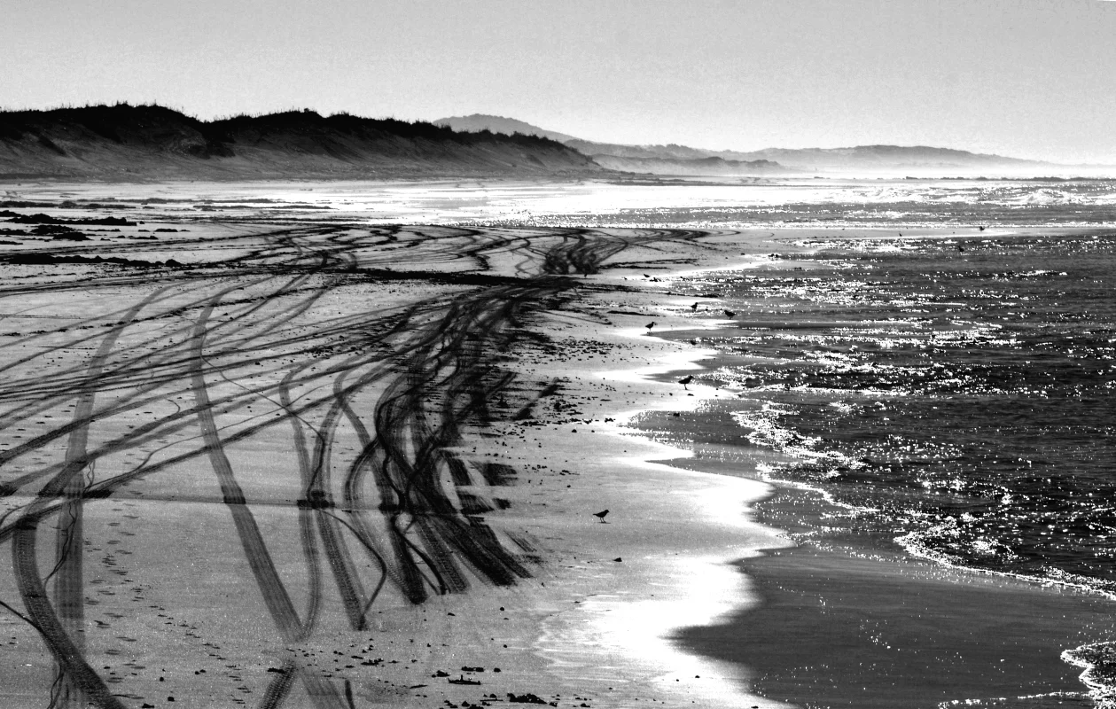 camel won't rush.JPG