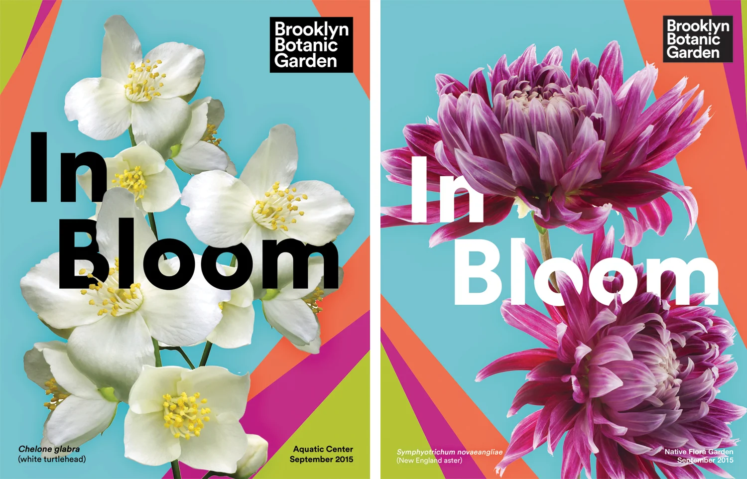 Online posters to announce what plant species are currently in bloom