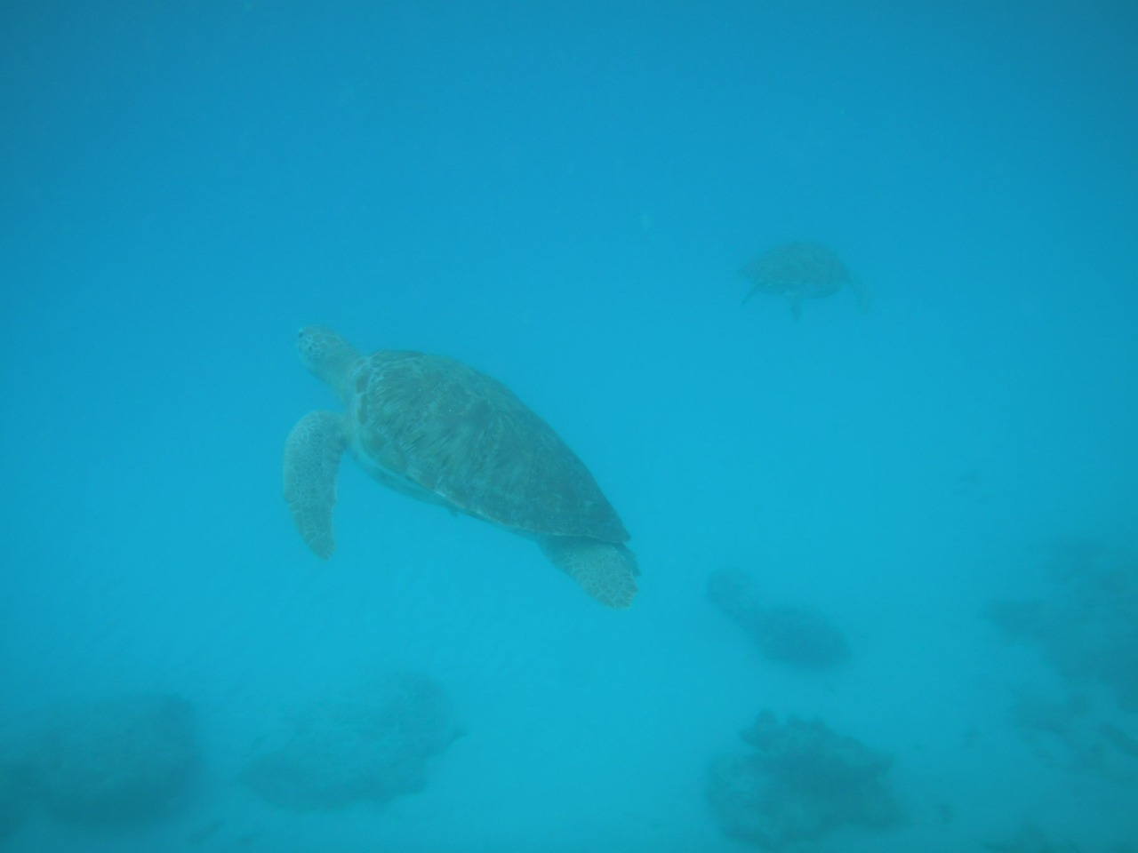 Snorkeling with turtles in Barbados