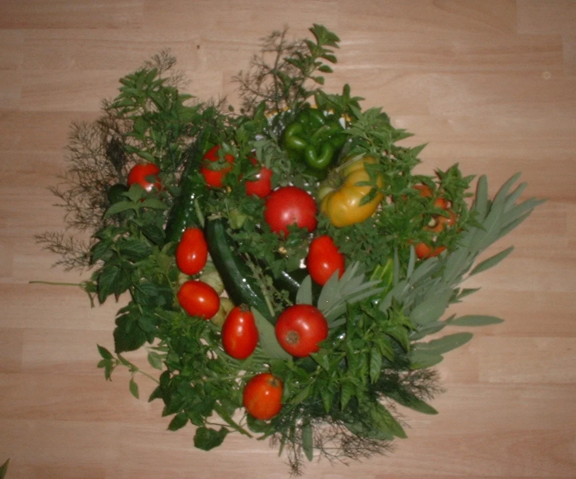 Vegetables and herbs from a small home garden - Madison, WI