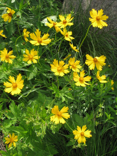 Native Flowers