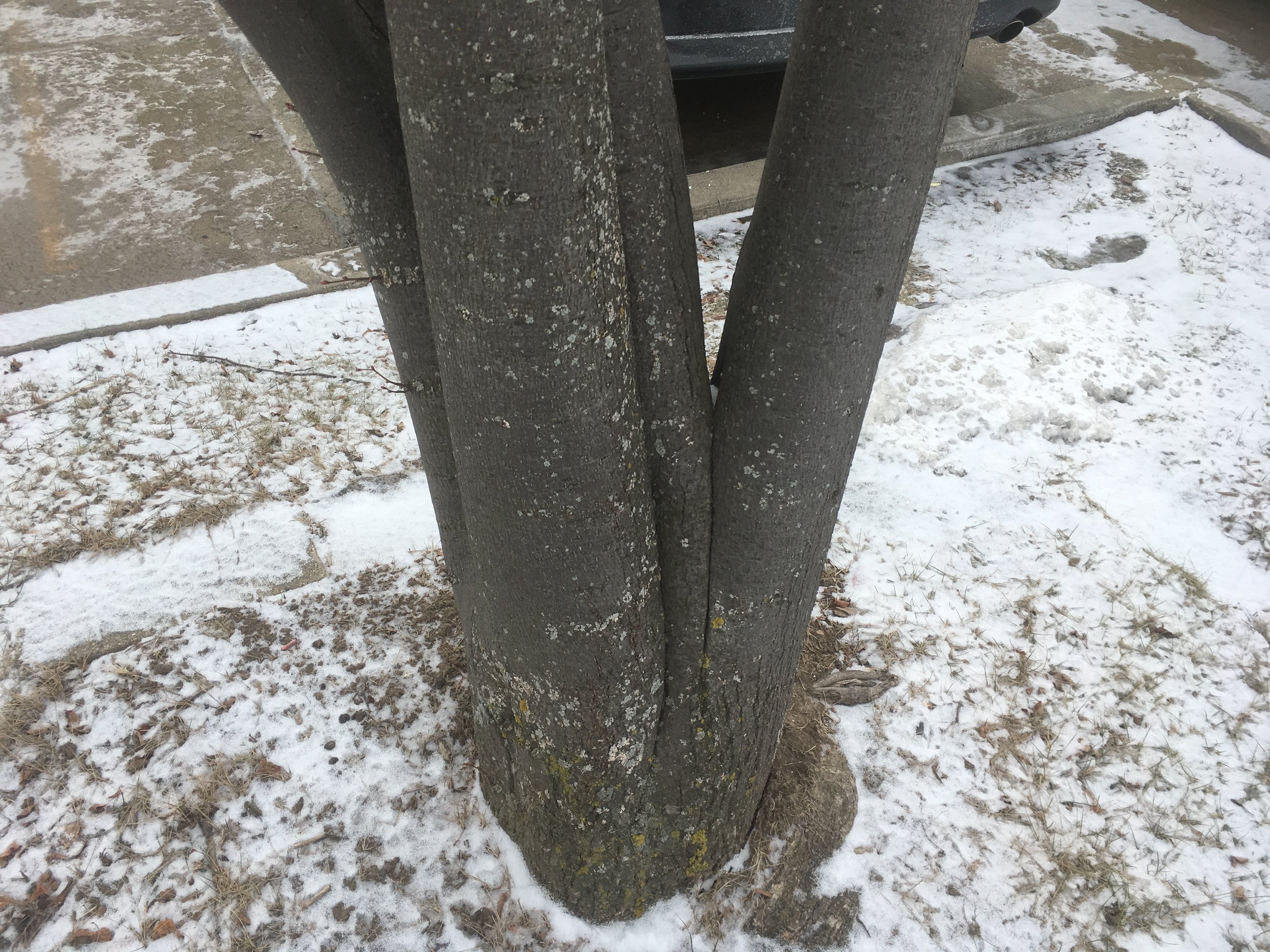 This Linden has tight branch angles on its multiple stems. As each stem grows they will compete for space and ultimately "push each other apart" causing the tree to fail. Part of the issue with tight branch angles is the "included bark" that stays between the two branches as they grow together. This bark creates a weak point - prone to splitting.