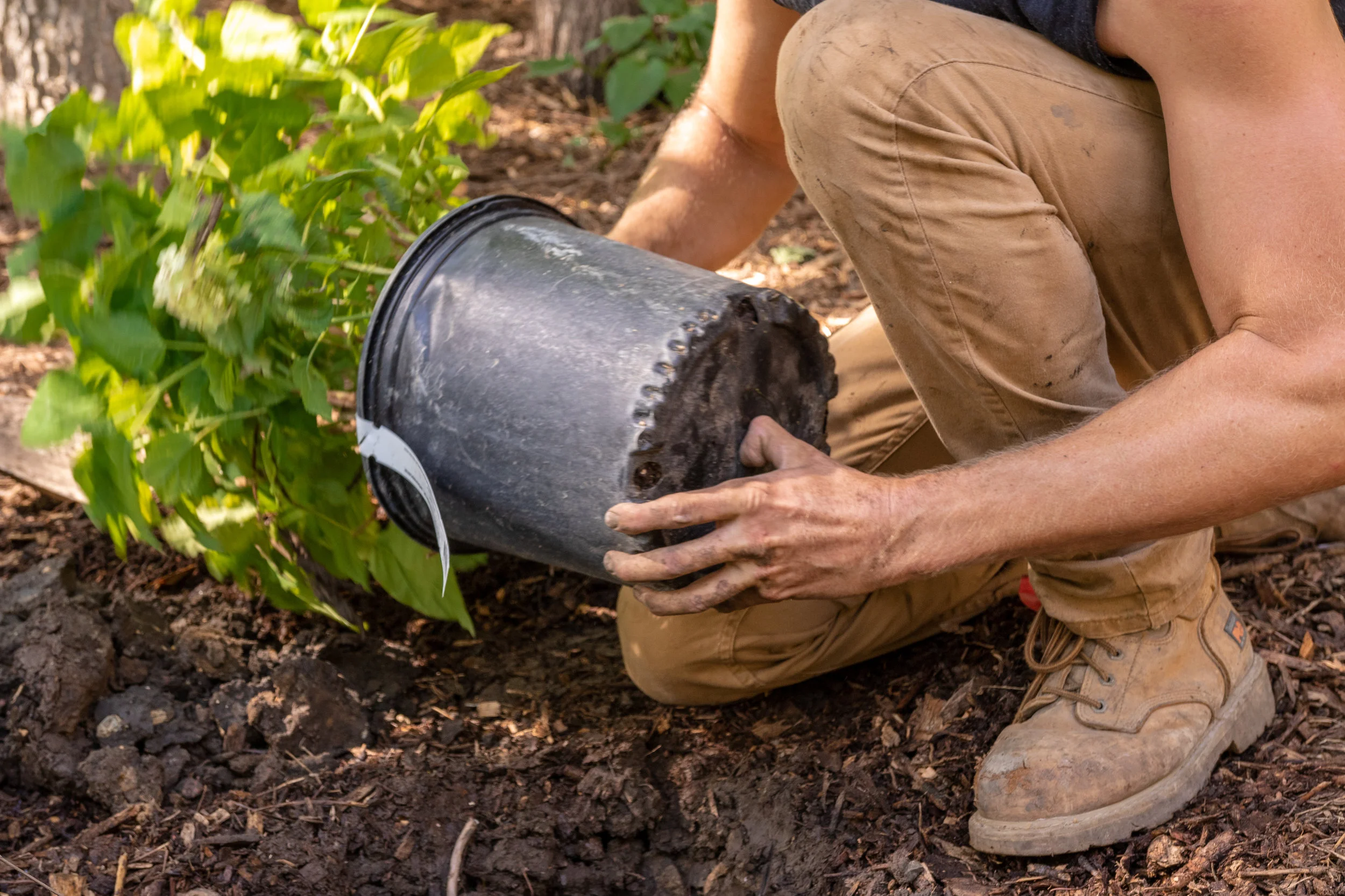 planting.jpg