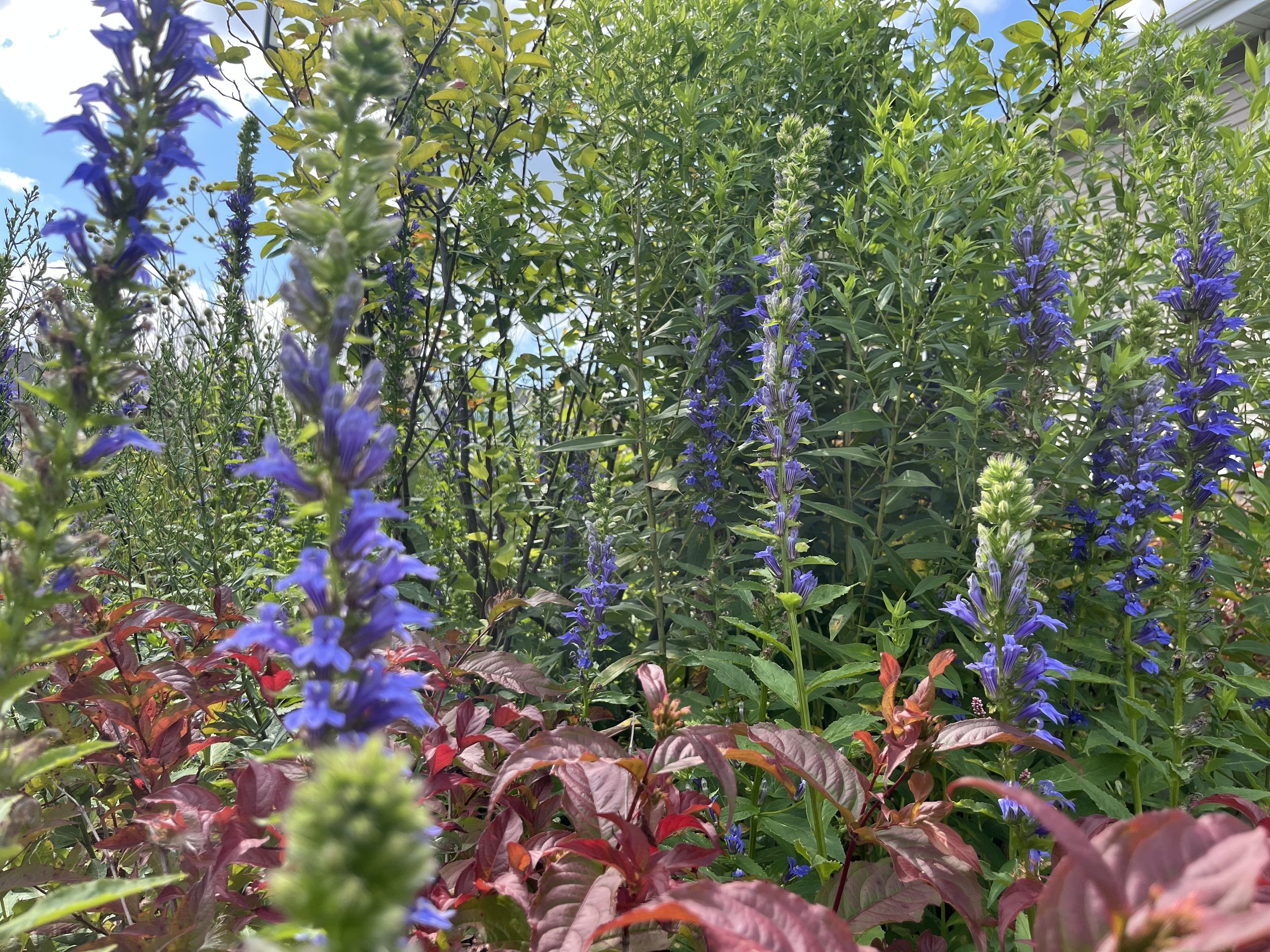 Bush Honeysuckle &amp; Great Blue Lobelia