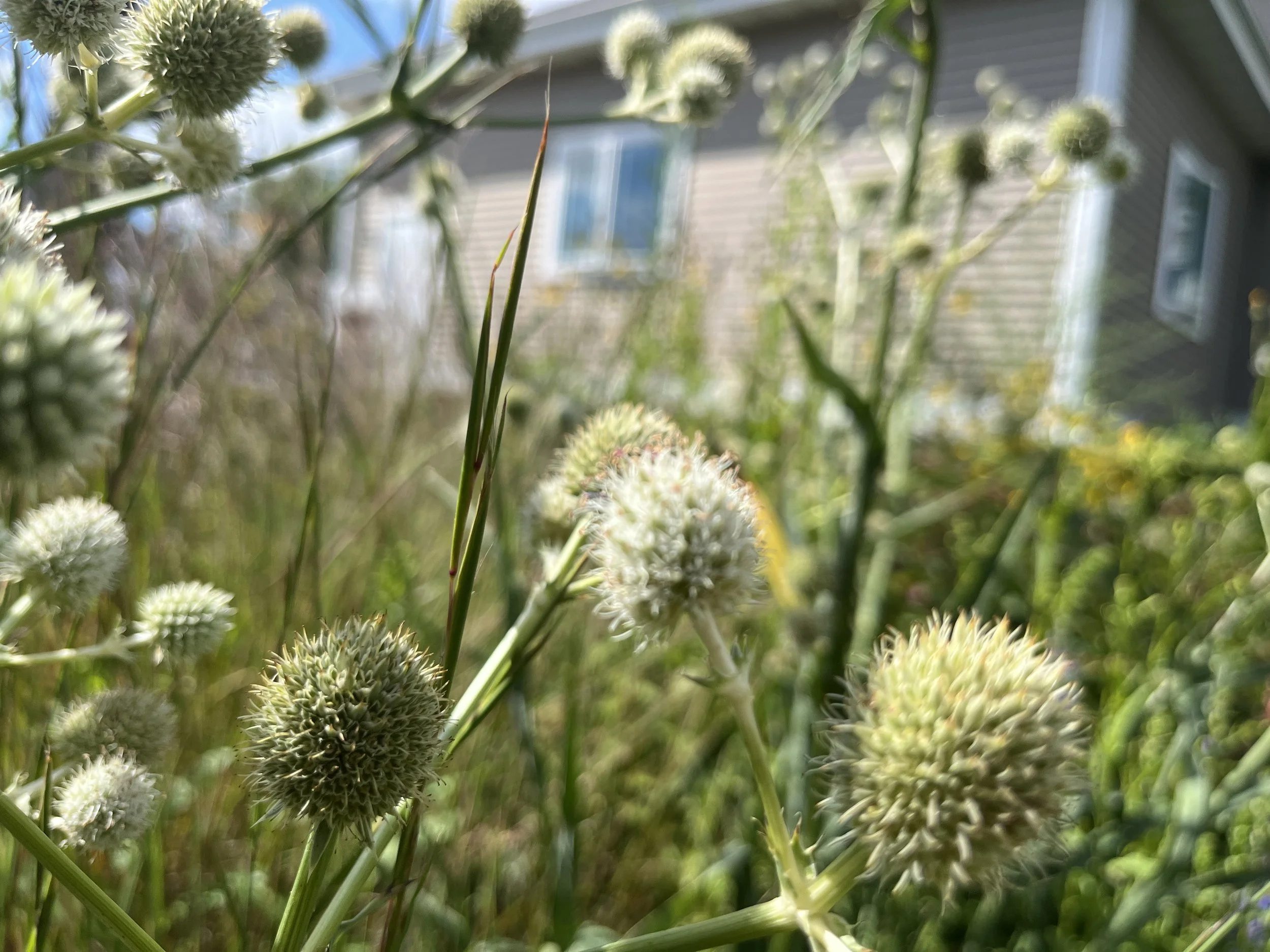 Rattlesnake Master