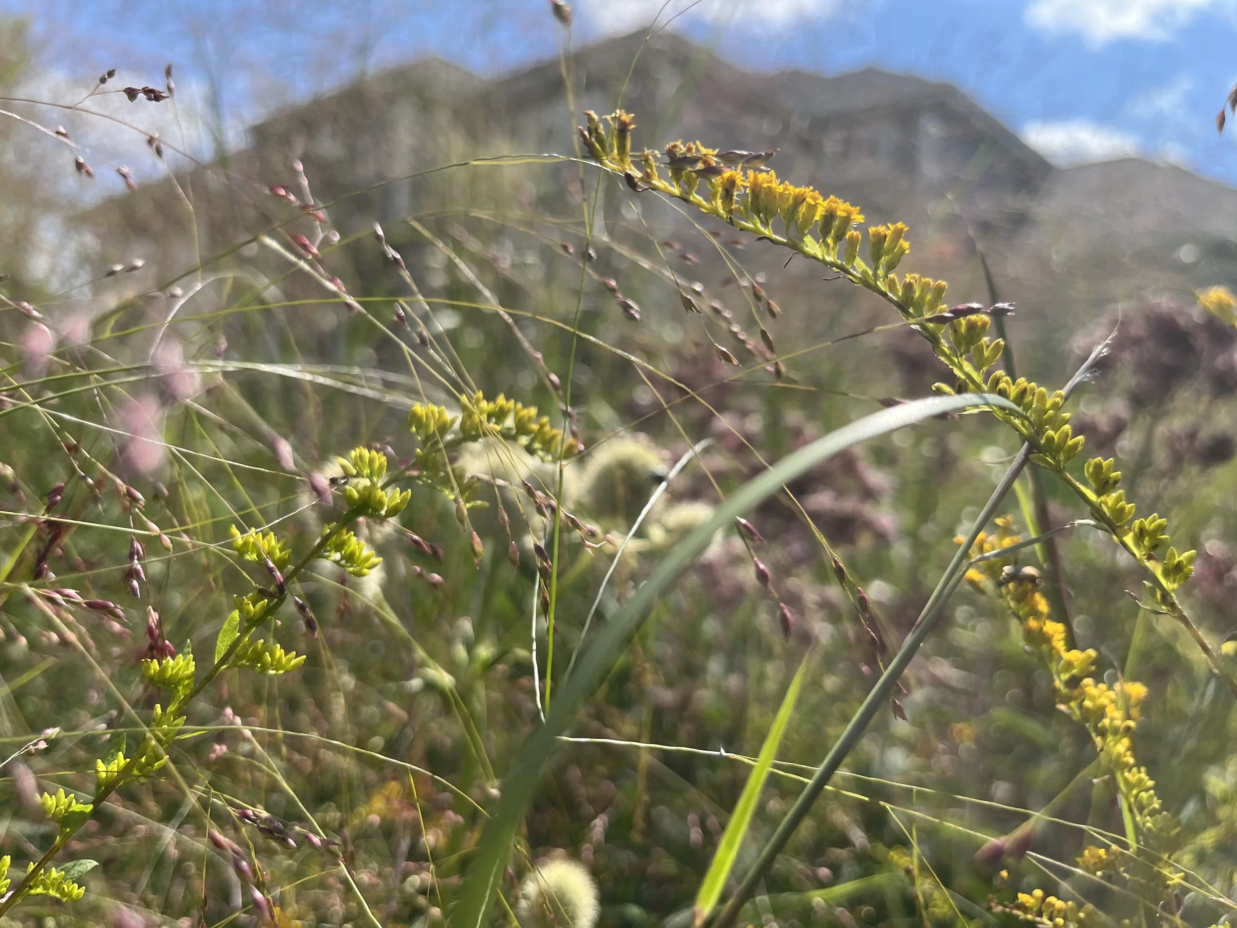 Gray Goldenrod &amp; Switchgrass