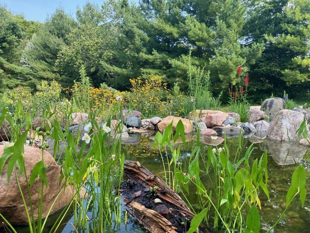 Native Backyard Pond &amp; Rain Garden