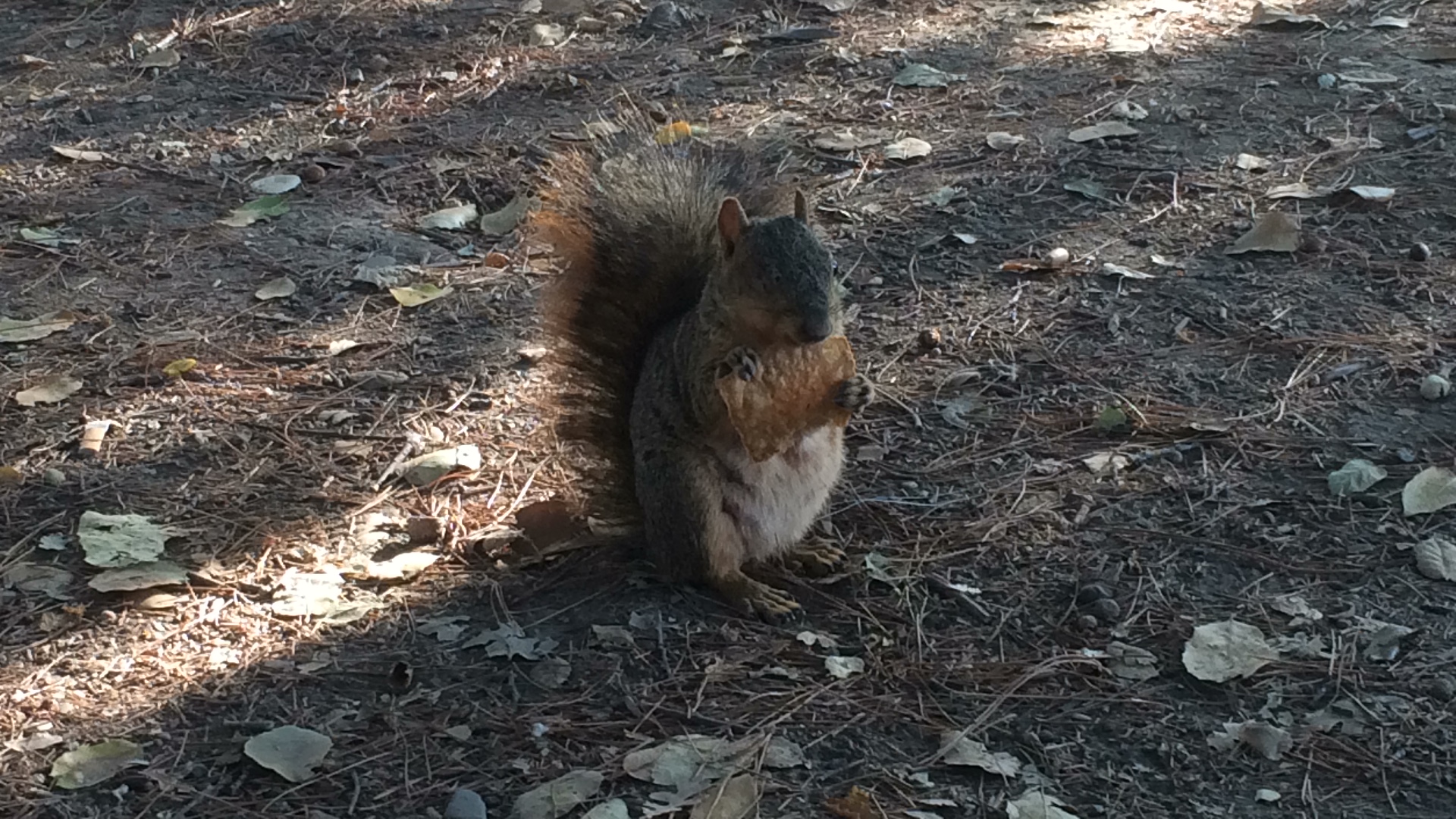 Hand-fed this one-eyed squirrel.