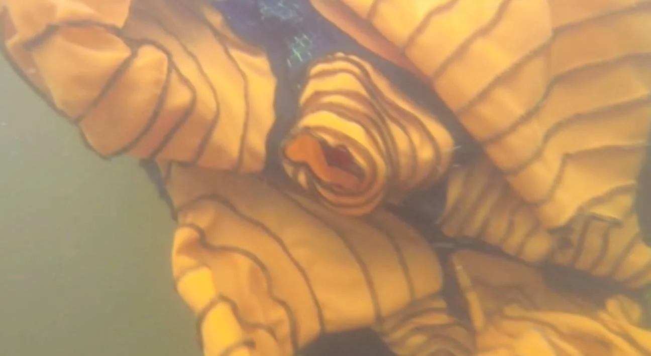 14408121_10103278760579366_532038105_o.png.jpeg