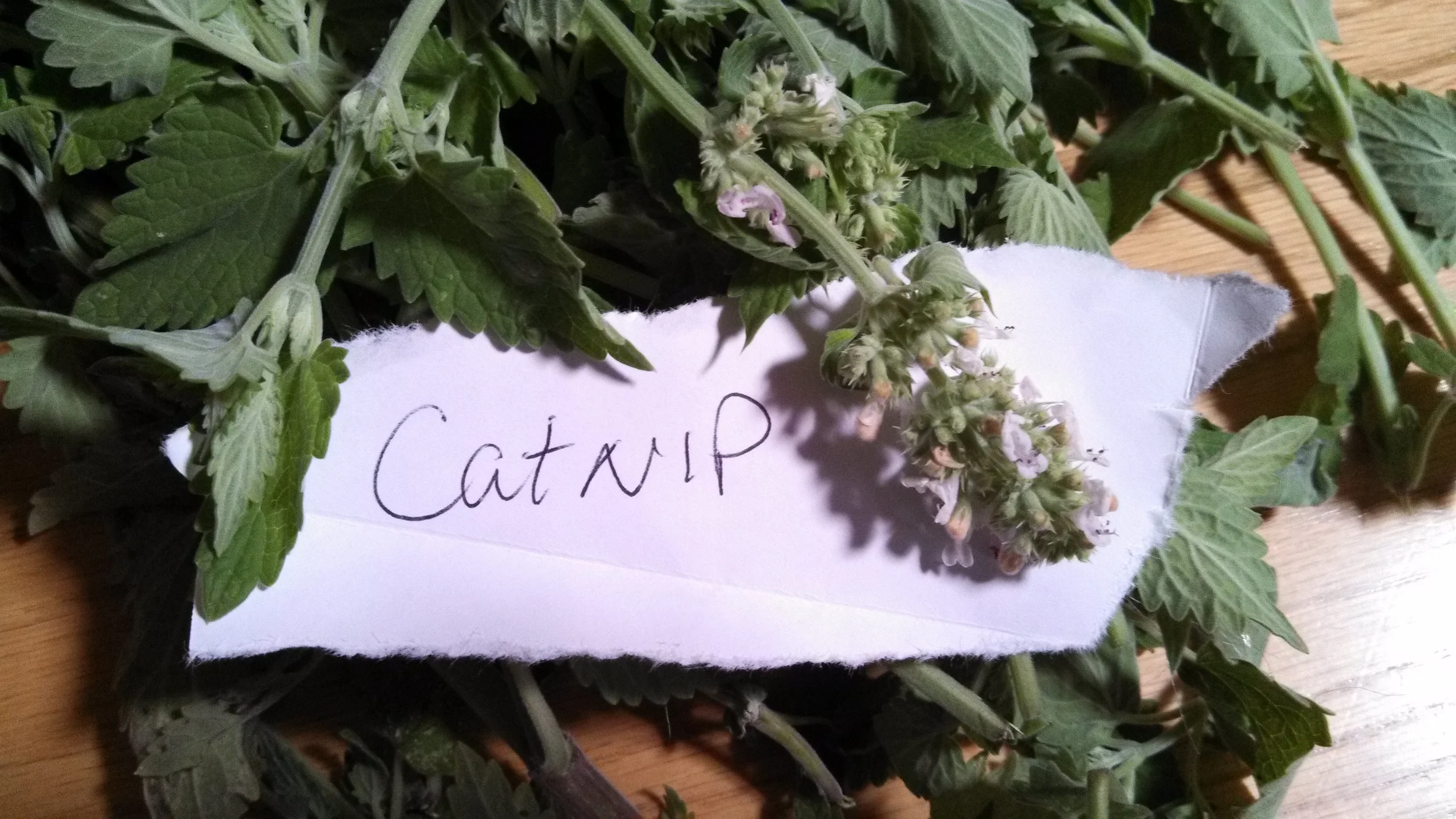 Catnip