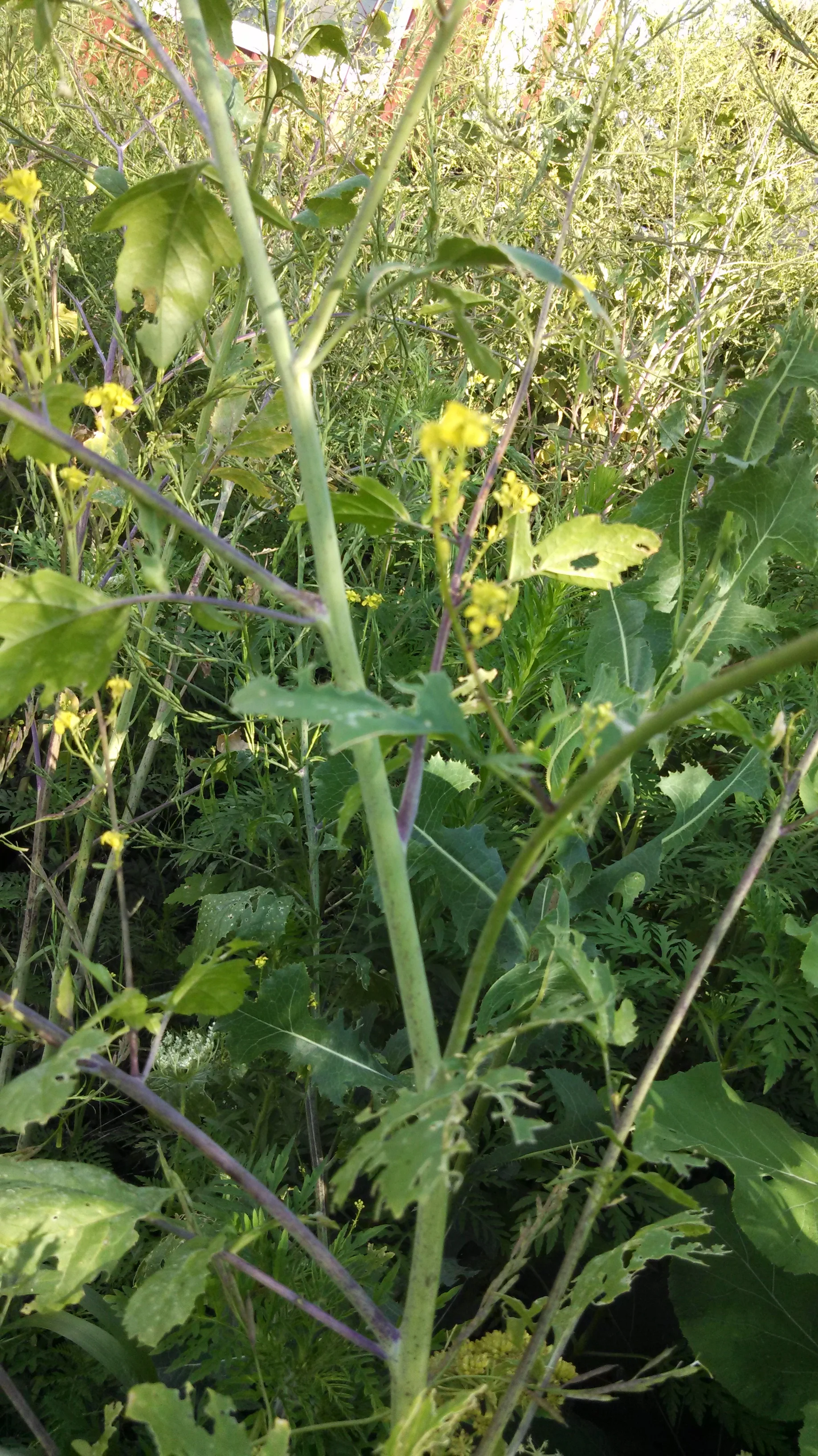 mustard Brassicaceae.jpg