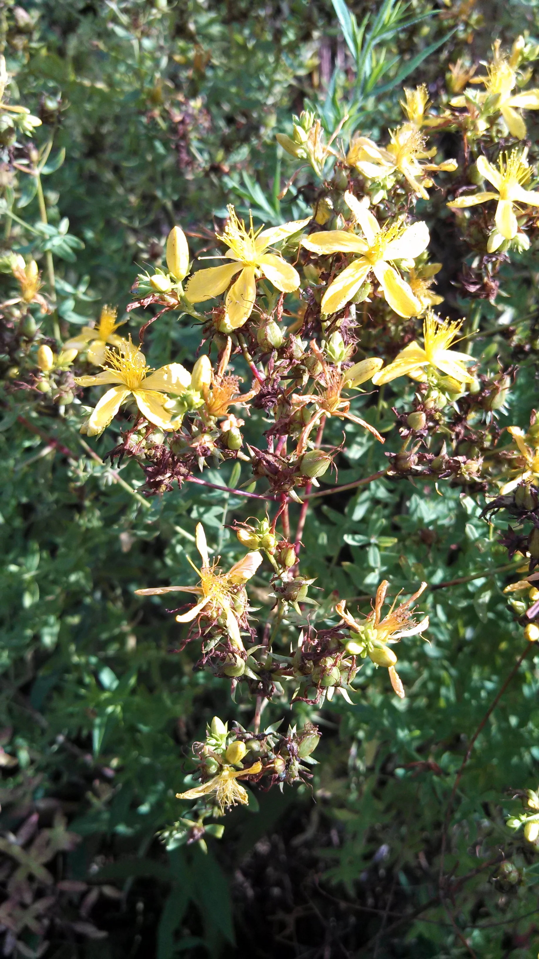 st johns wort Hypericum perforatum.jpg