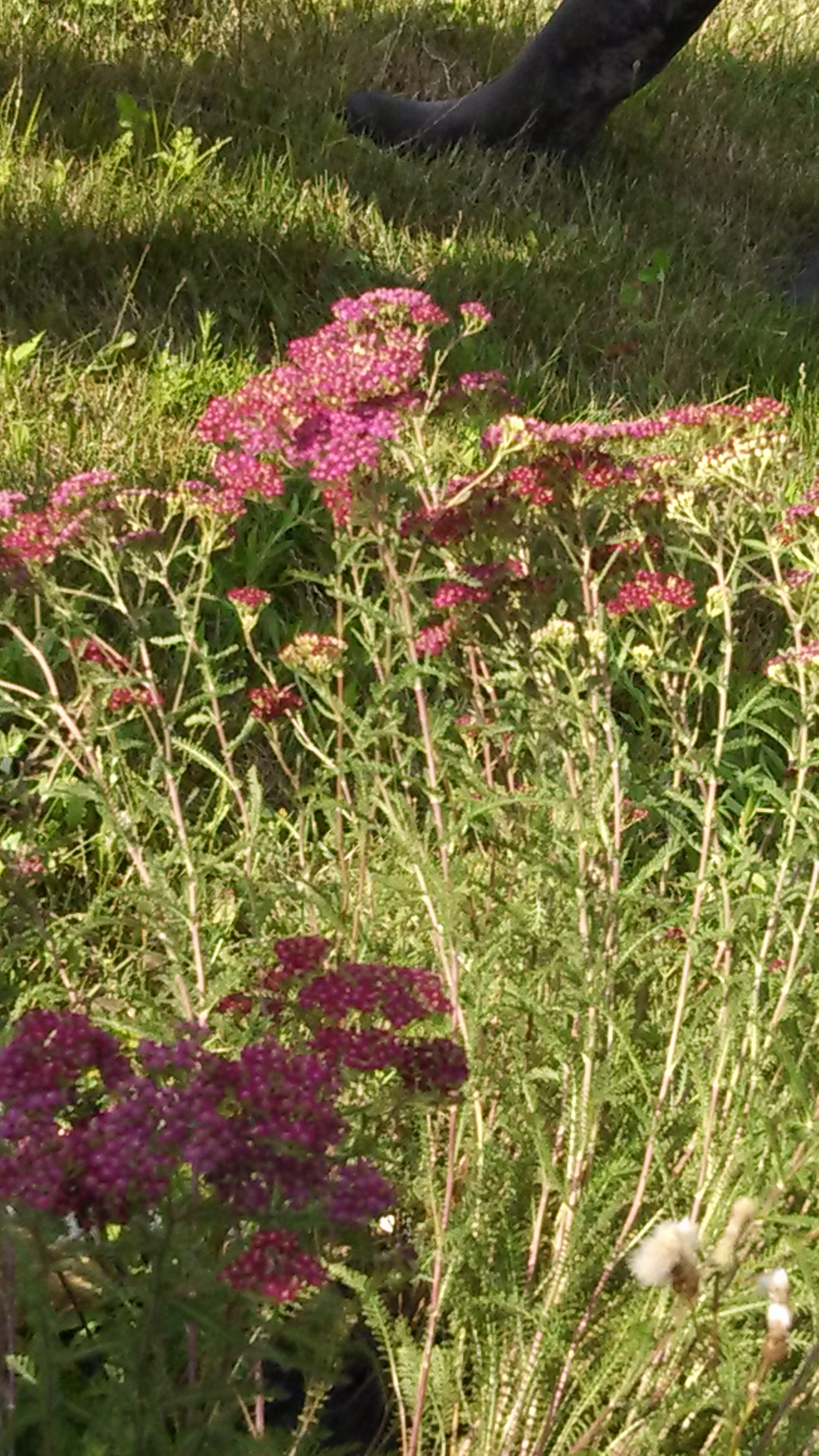 yarrow Achillea millefolium.jpg