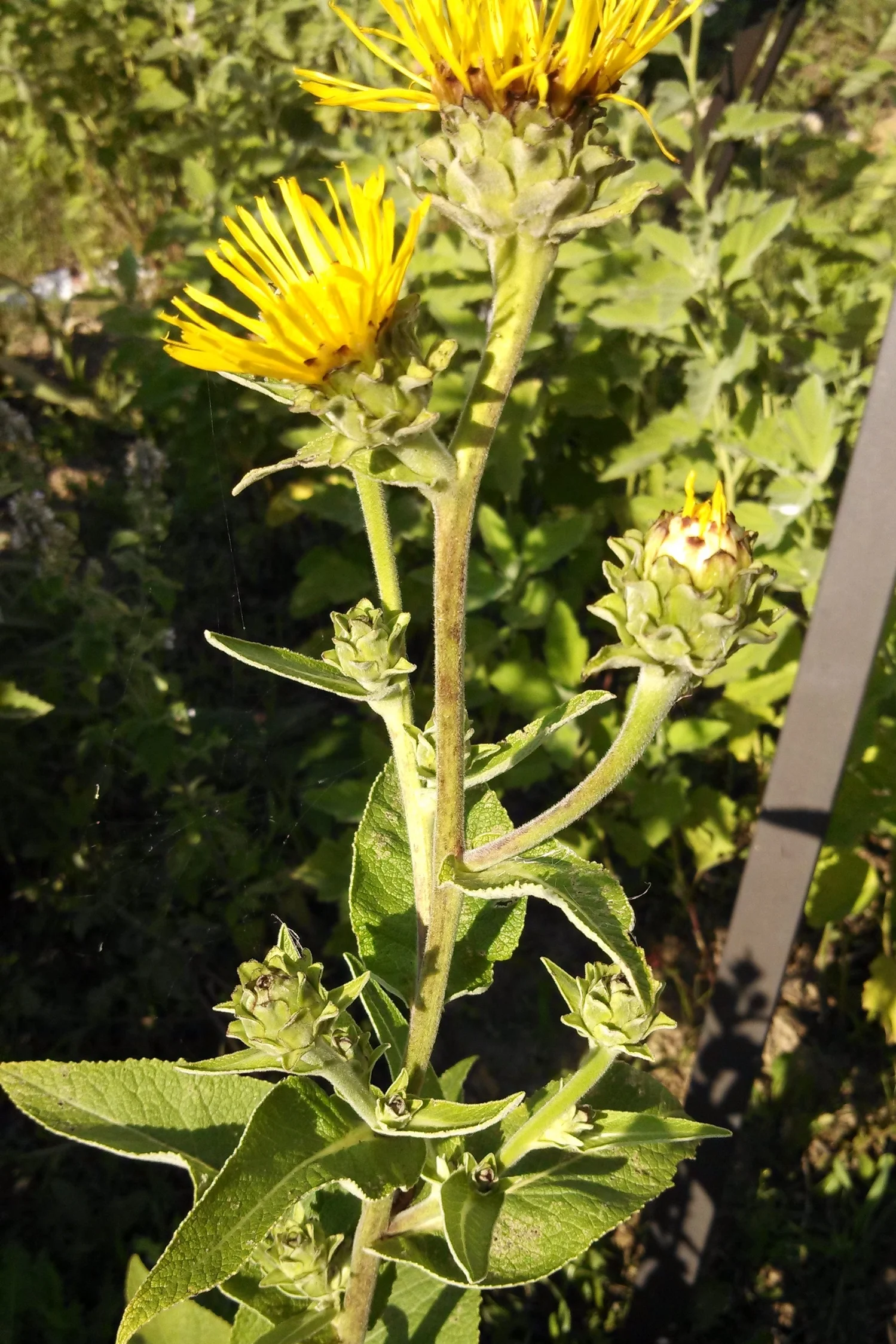 Elecampane .jpg