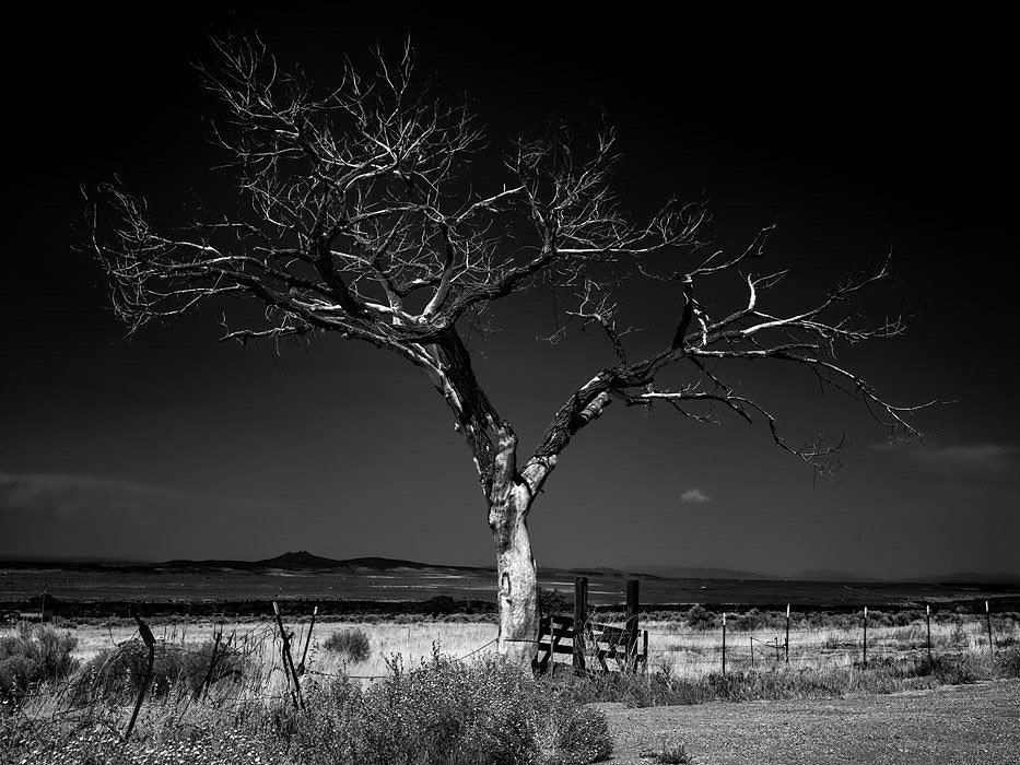 Welcome Tree (Taos) © Jeff Neumann 2020