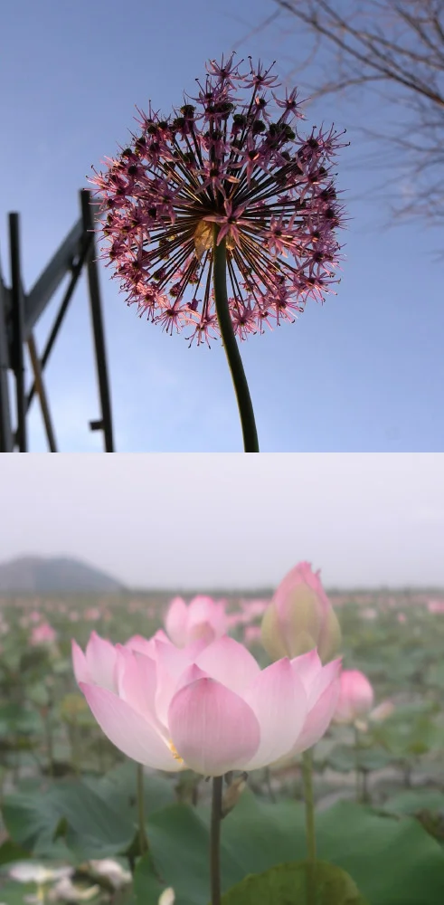 As Above, So Below Pink flower