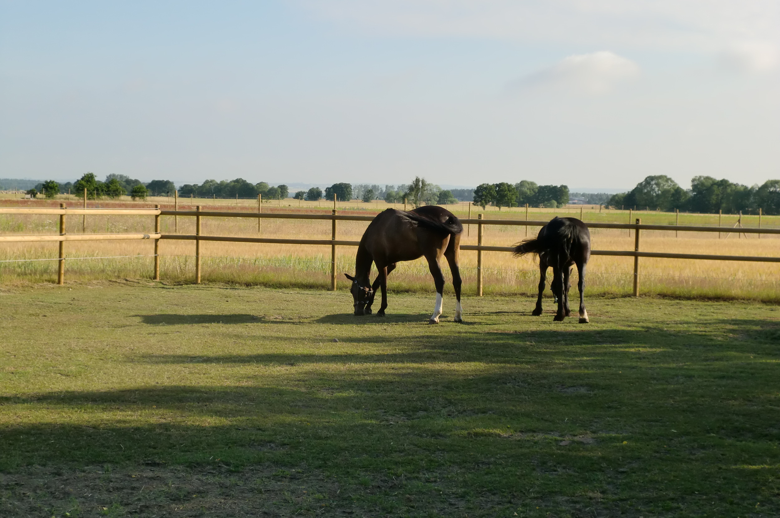 Choclate Chip f. Careful and his "joustinghorse" friend.