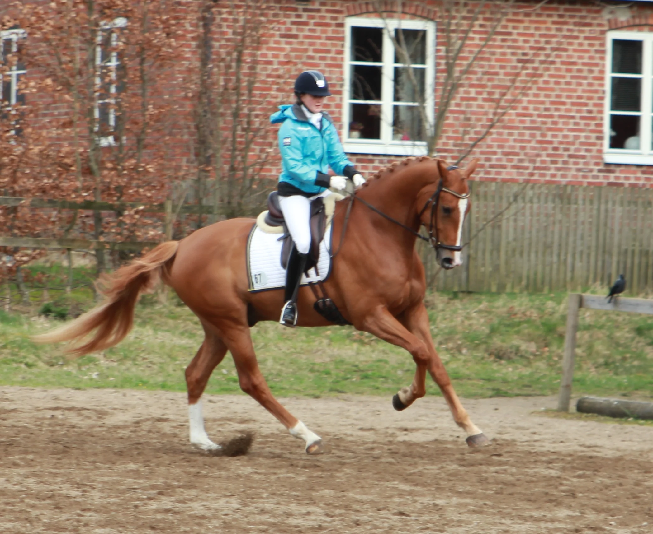 Lanigro (Owner & Breeder: Marie Kulin)