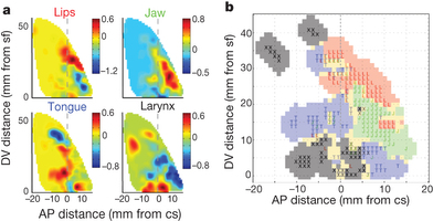 Bouchard, Mesgarani, Johnson, Chang. Functional organization of human sensorimotor cortex for speech articulation . Nature 2013.