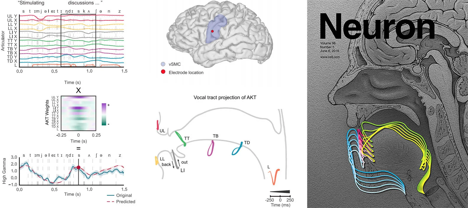 Chartier, J., Anumanchipalli, G.K., Johnson, K., & Chang, E.F. (2018). Encoding of Articulatory Kinematic Trajectories in Human Speech Sensorimotor Cortex. Neuron , 98(5): 1042-1054. doi:10.1016/j.neuron.2018.04.031. 
