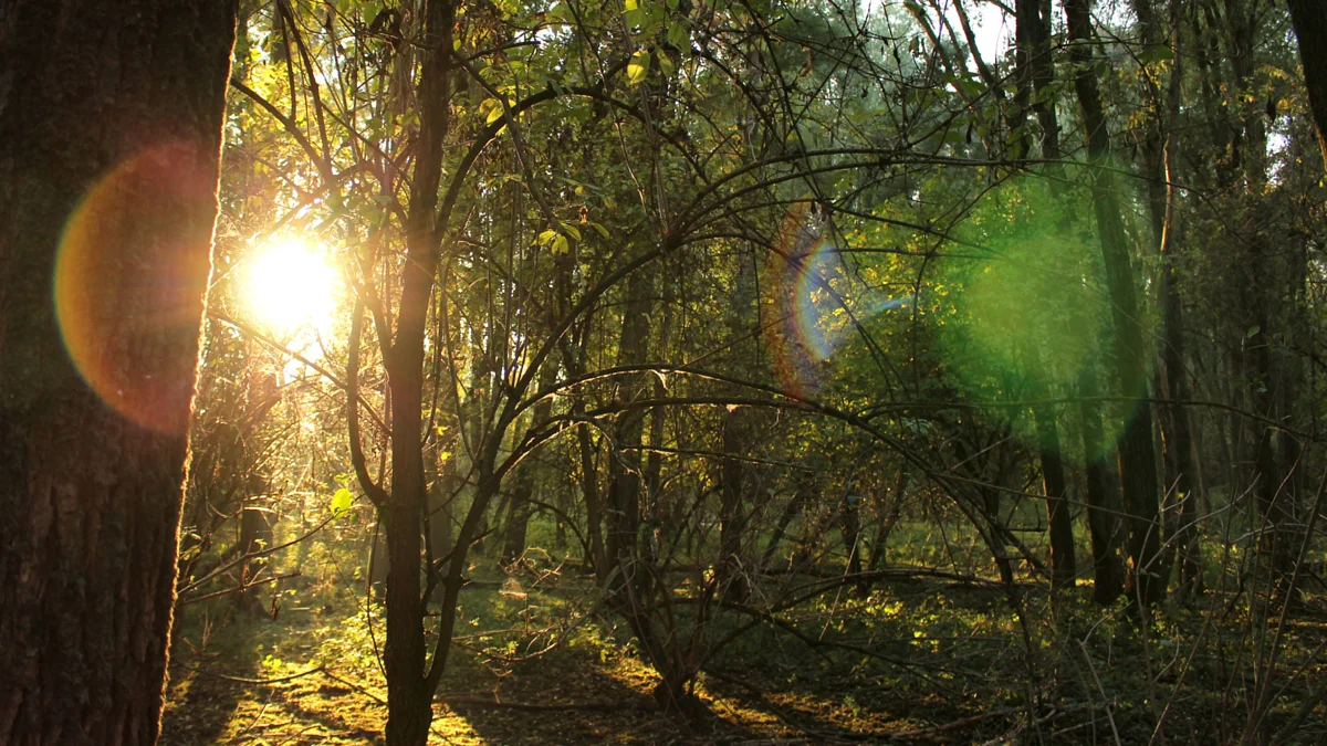 forest.jpg