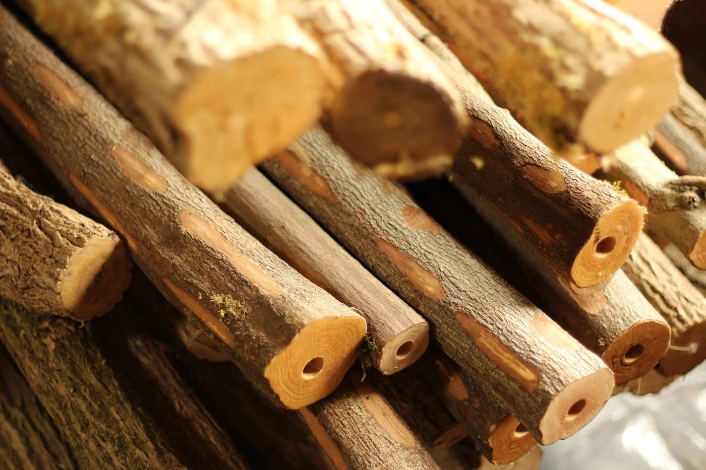 Dogwood and Eldertrunks for future fujara making...
