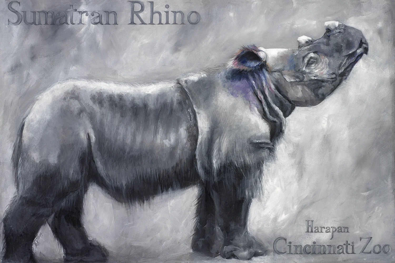 Sumatran Rhino
