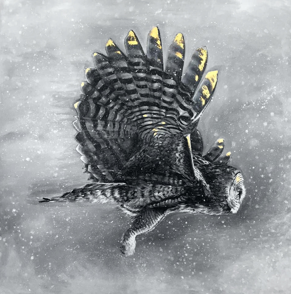 Great Grey Owl