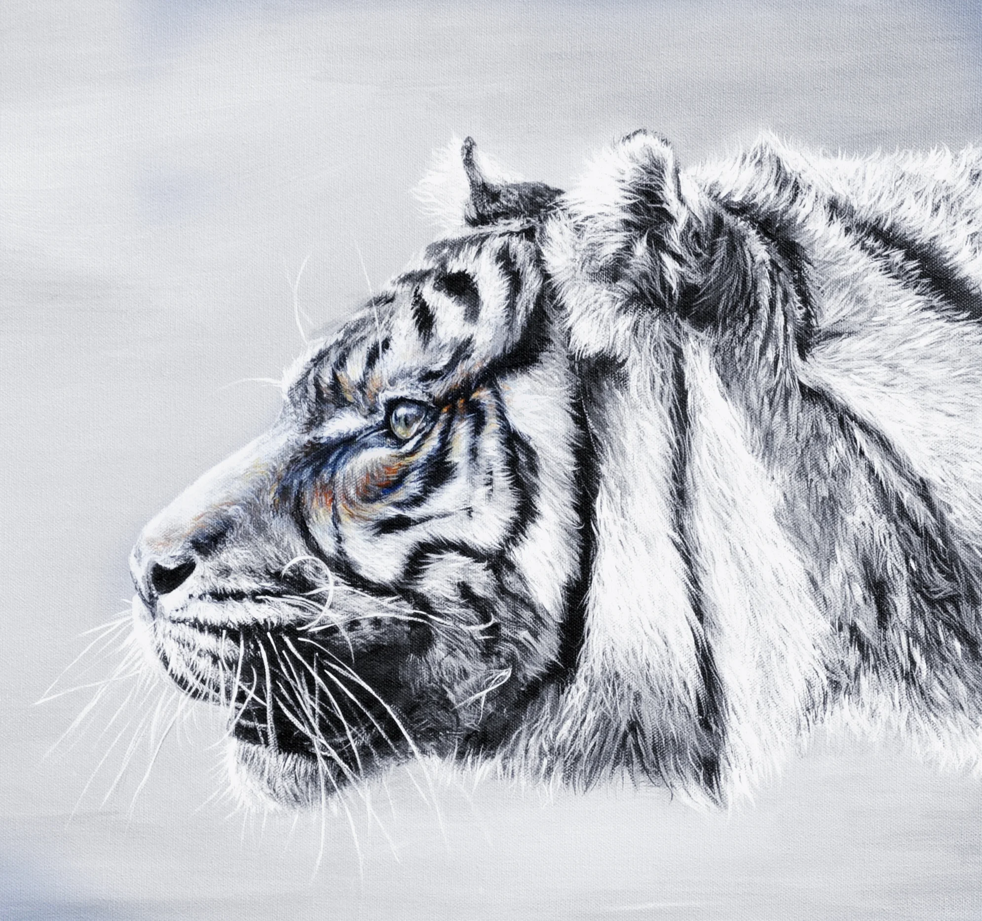 Sumatran tiger2.jpg
