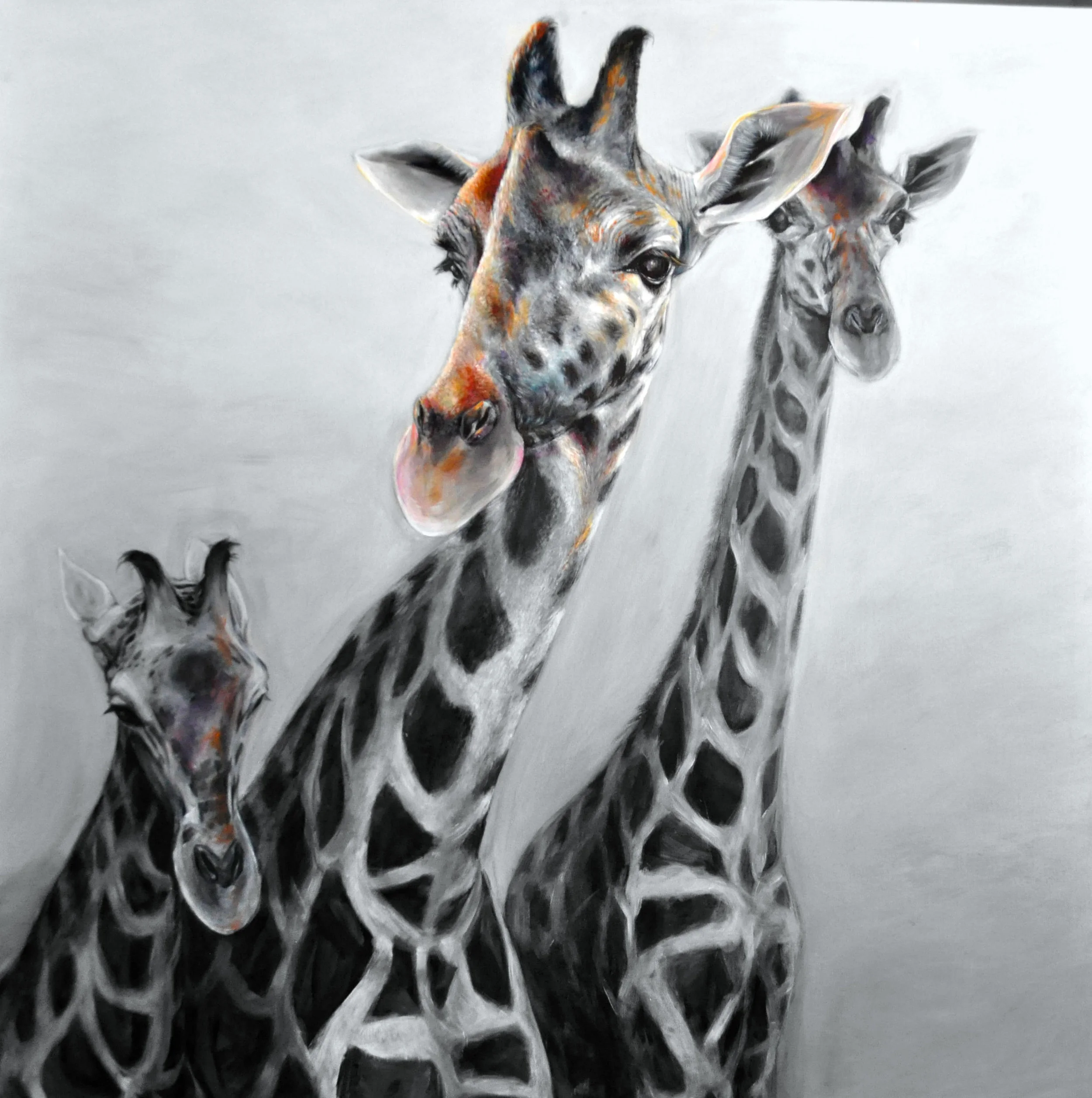 giraffes.jpg