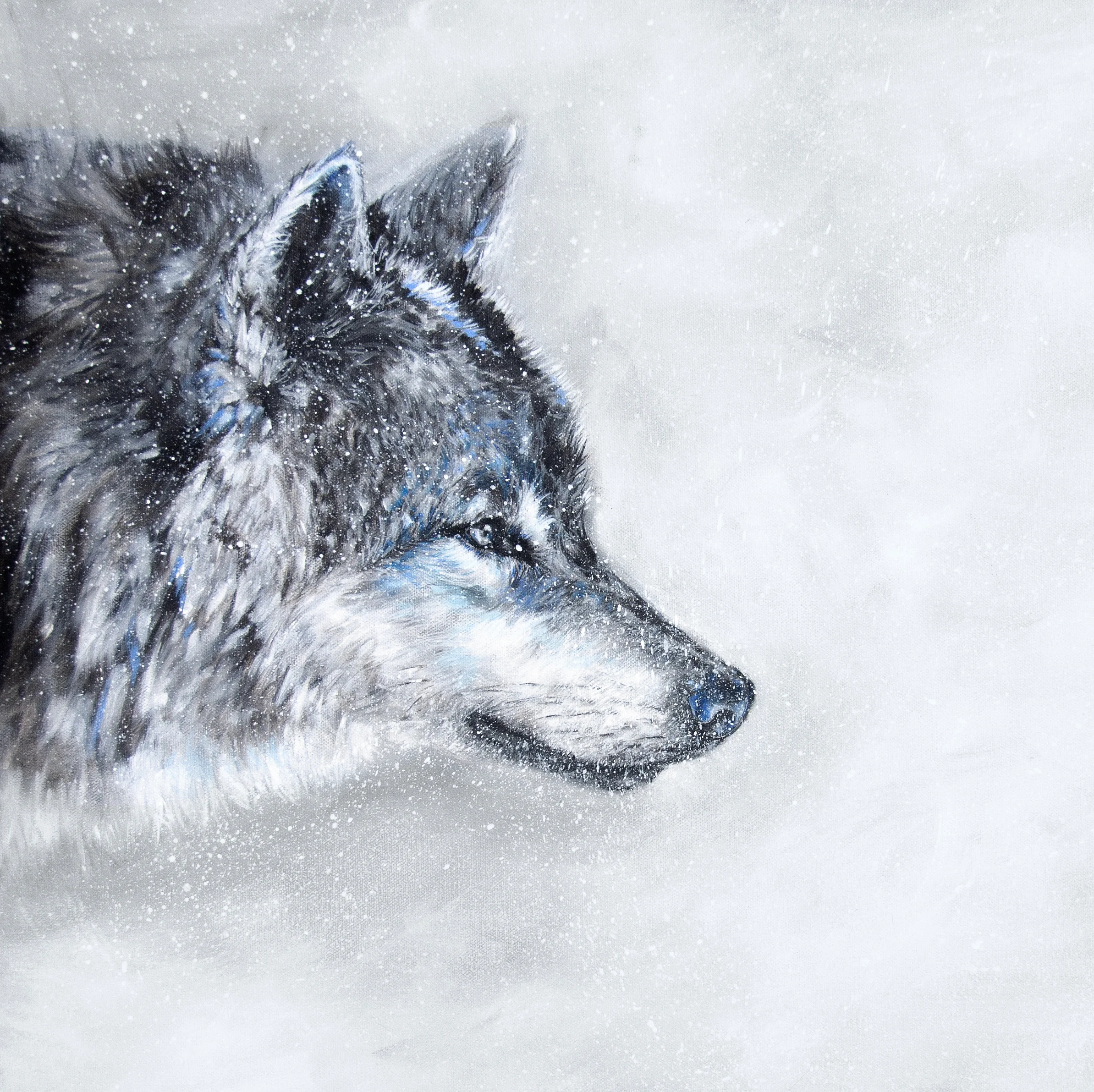 Gray Wolf 
