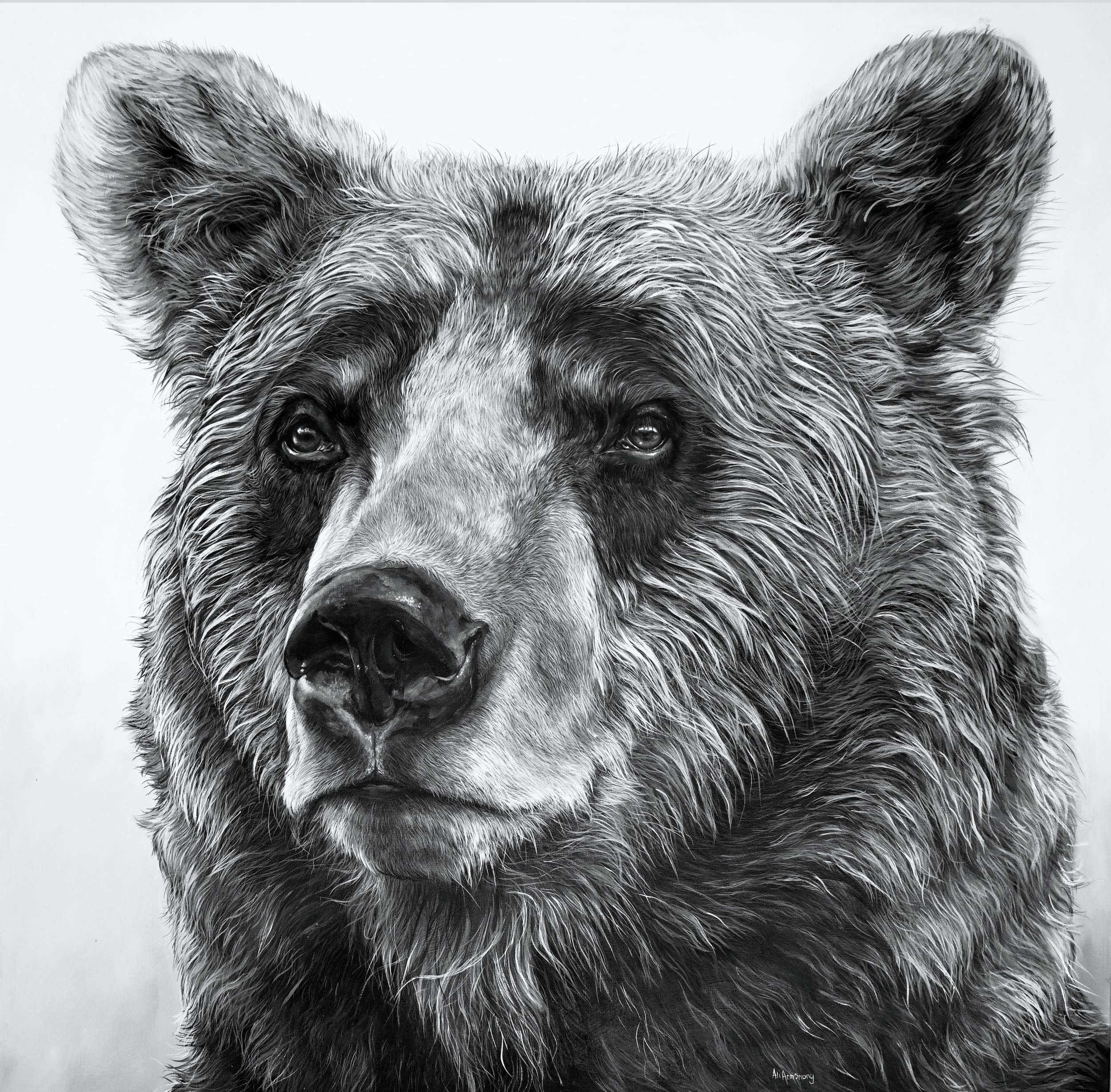 Grizzlybear.jpg
