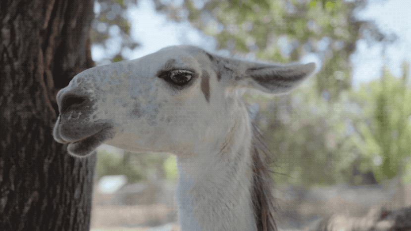 LLAMA_03.gif