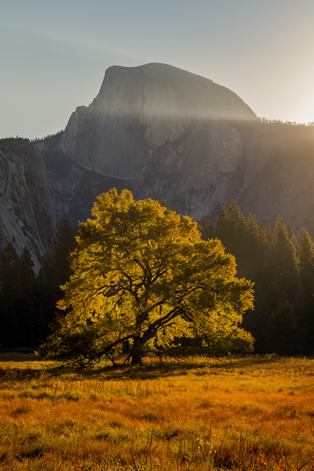 Elm Tree and Half Dome, Yosemite National Park