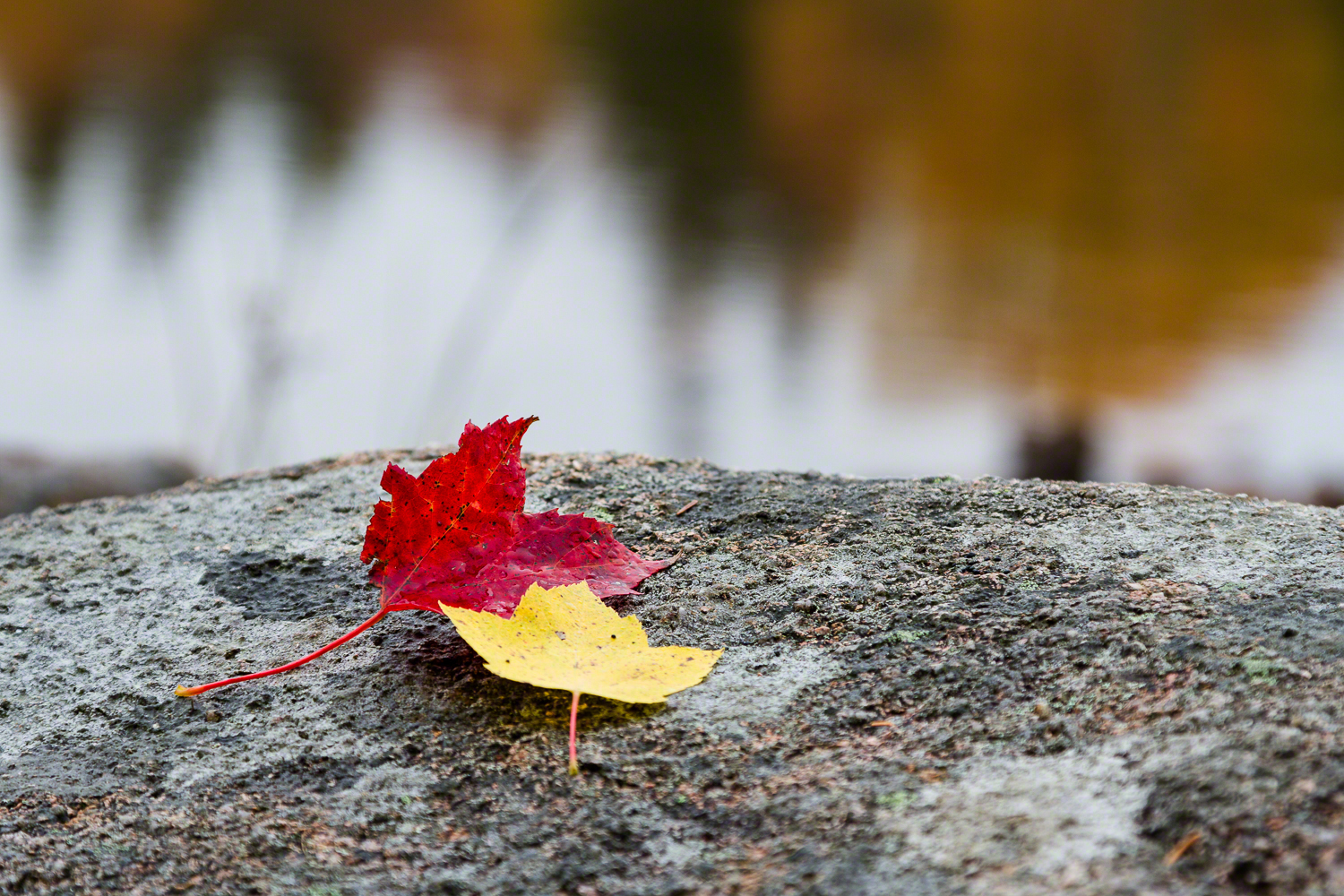 Fall Leaves, Acadia National Park
