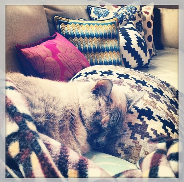 I love cuddly kitty cats and vast collections of mismatched pillows. They totally make couches more comfy.