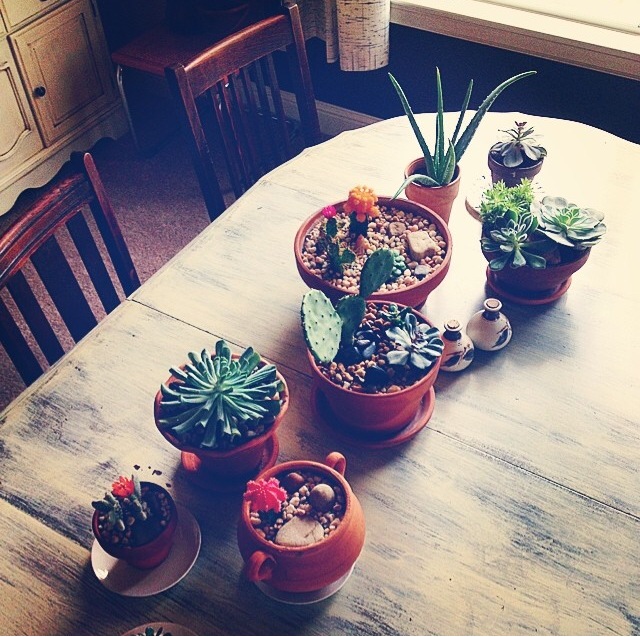 I love succulents because they are cute, beautiful and ohhhh so practical!
