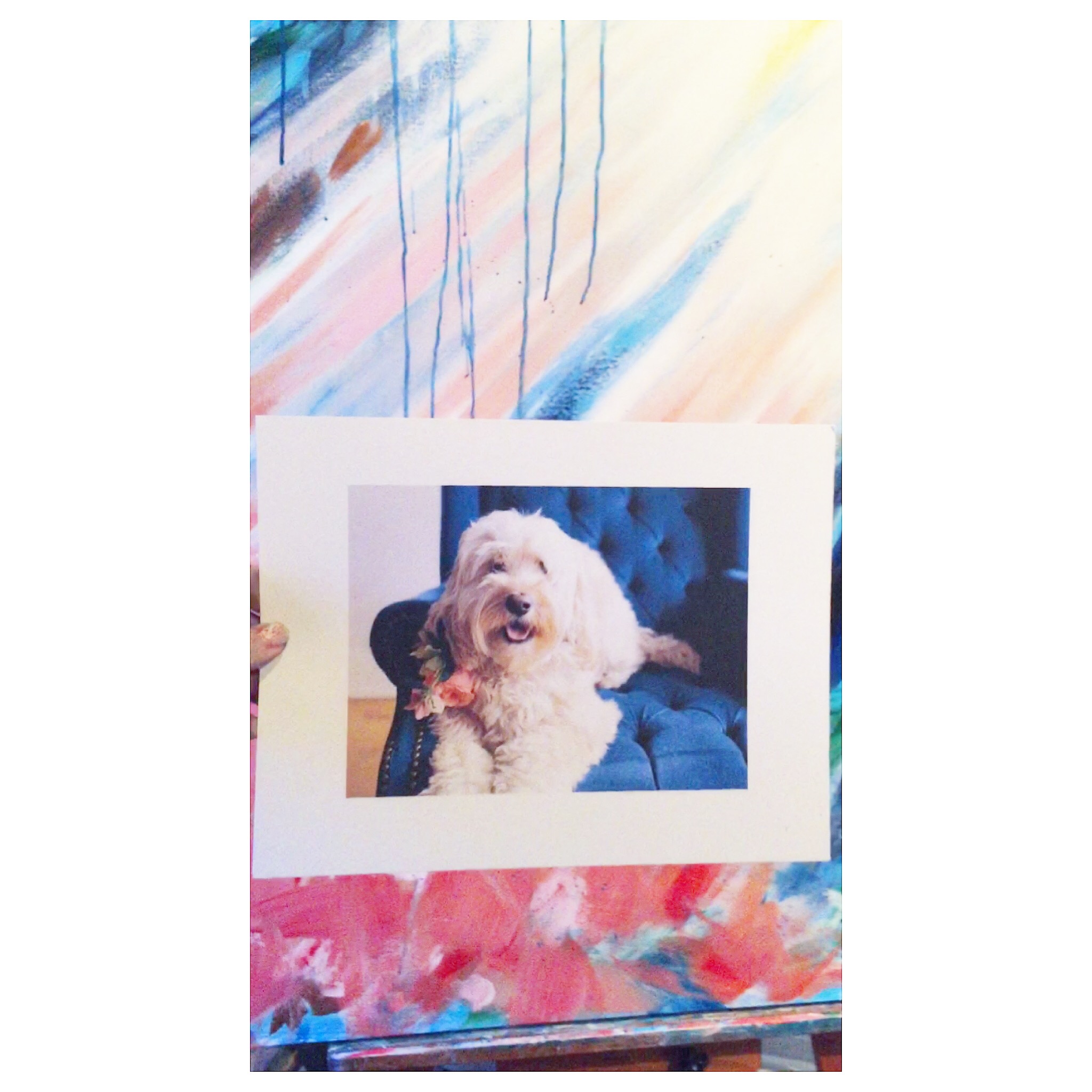 A photo of my friend, Juli Vaughn's, cute pup that I used for my color inspiration.