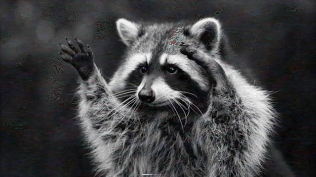 RacoonSurender2.gif