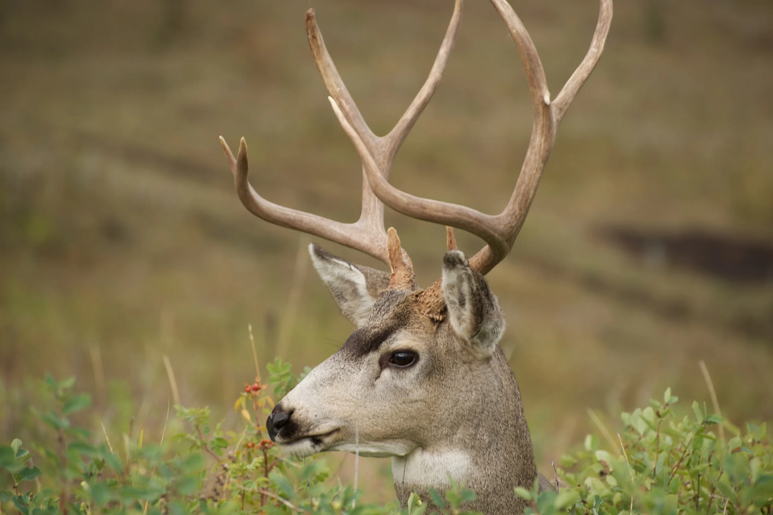 Deer