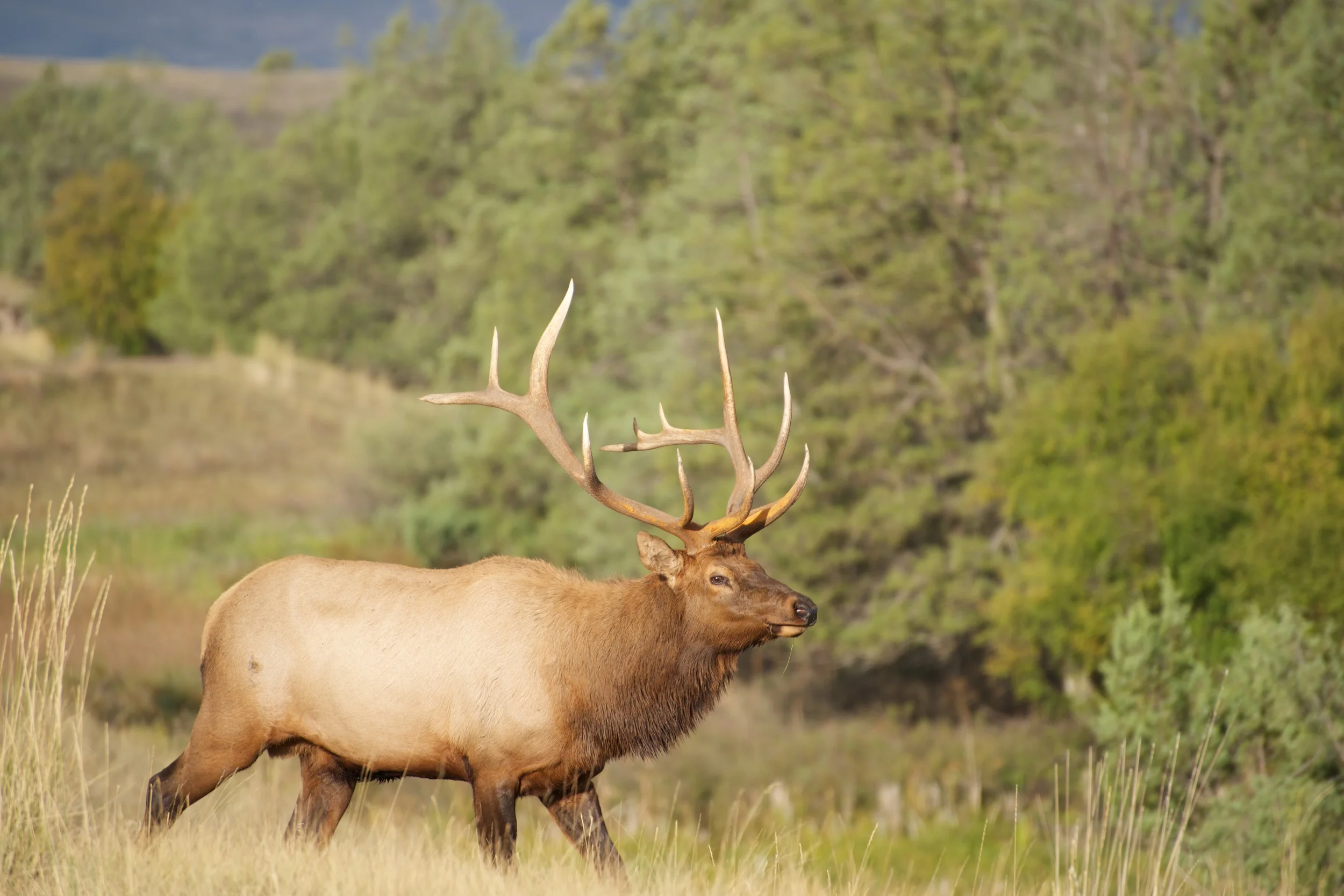 Elk