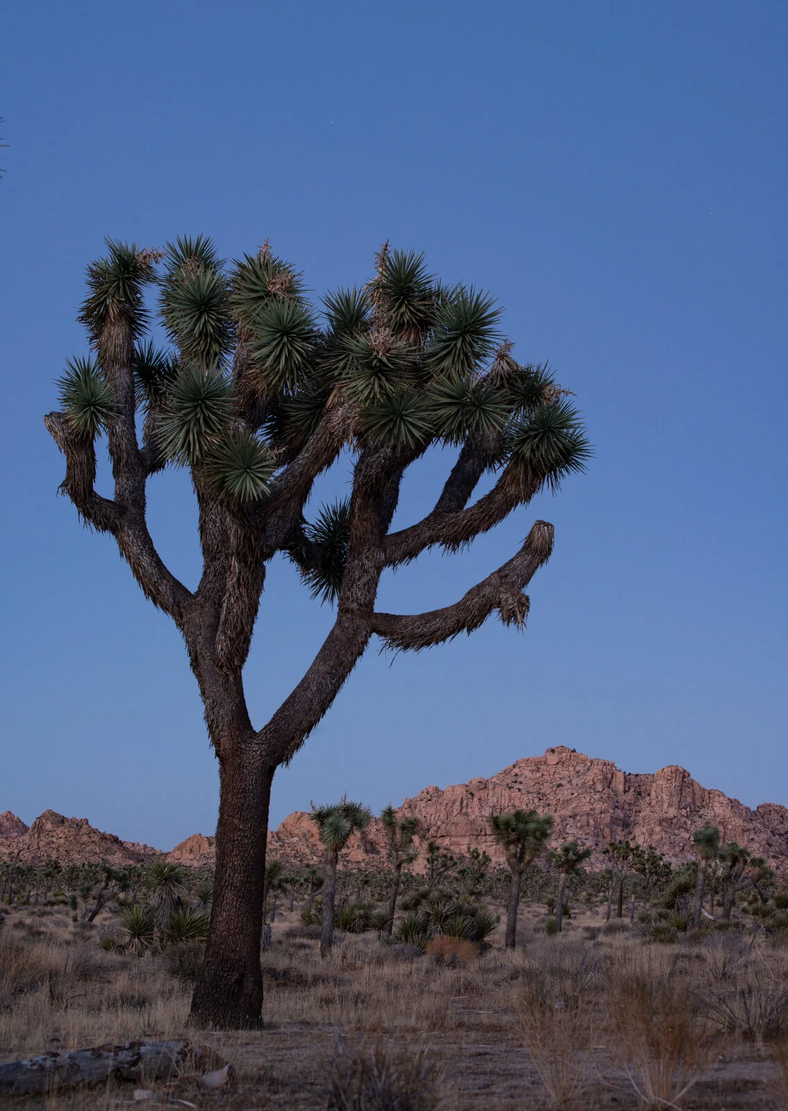 Joshua Tree.jpg