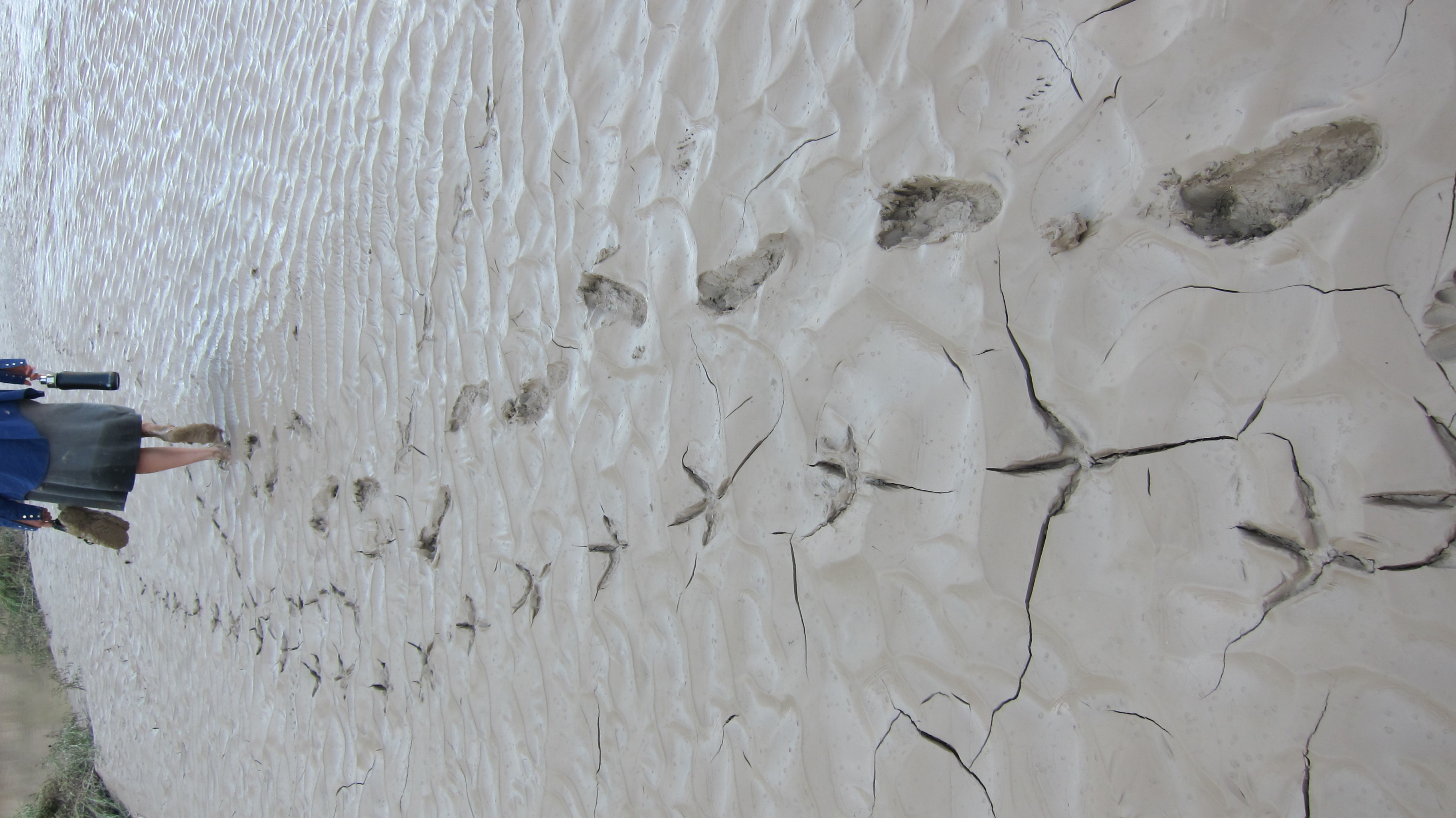 Walking with Dinosaurs series