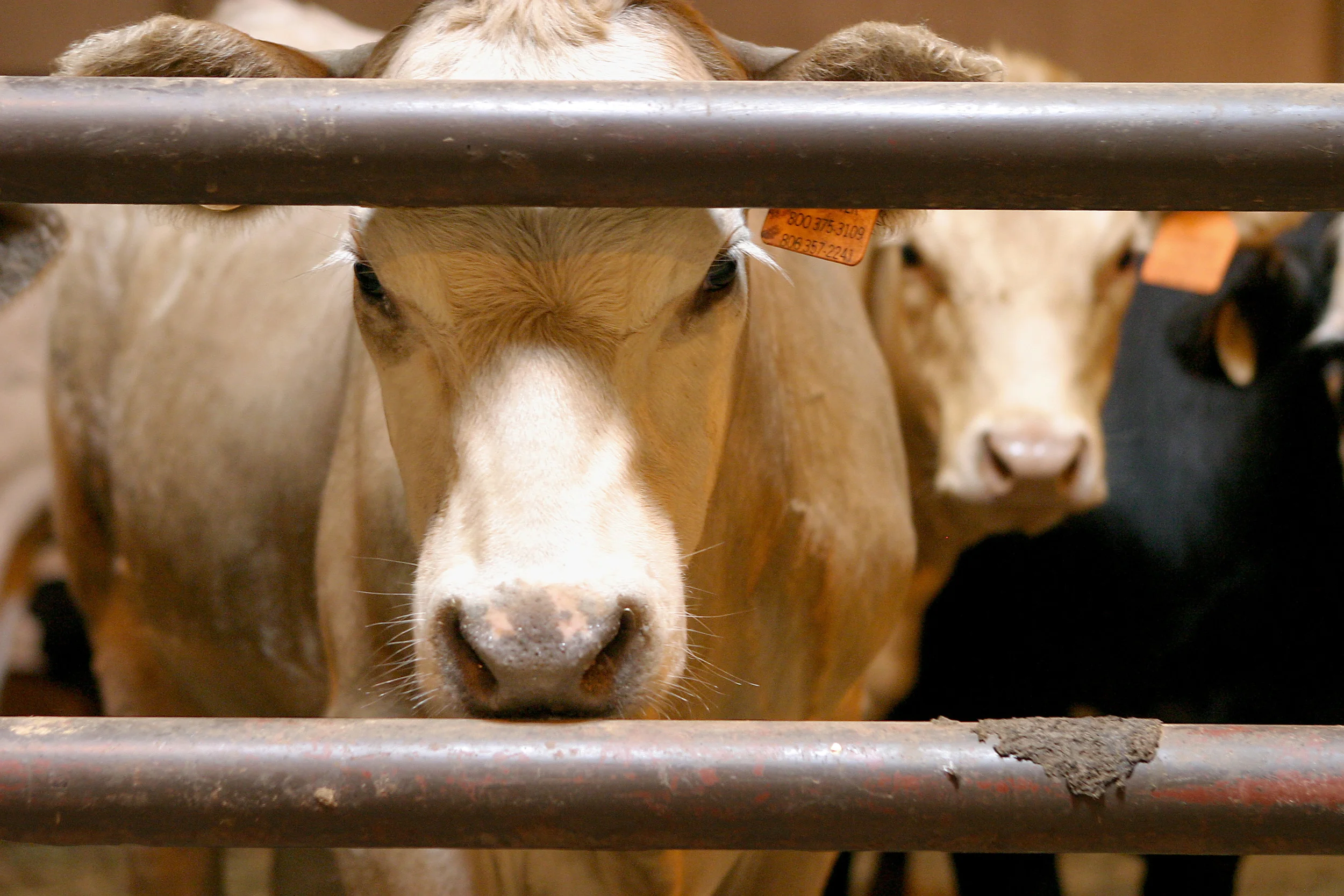 Mad Cows
